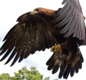 Golden Eagle  Photo courtesy of Tony Hisgett from Birmingham, UK