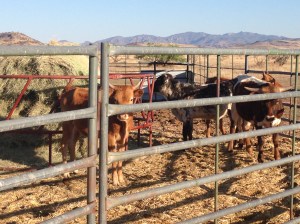 Reading Omeros to my neighbors 