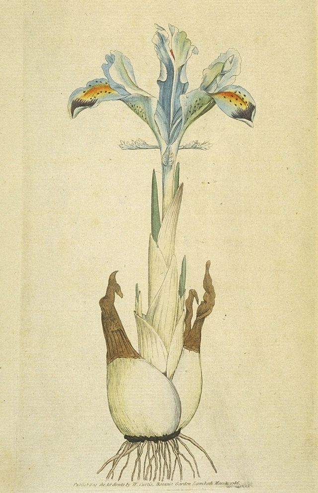 Iris persica, a bulbous iris