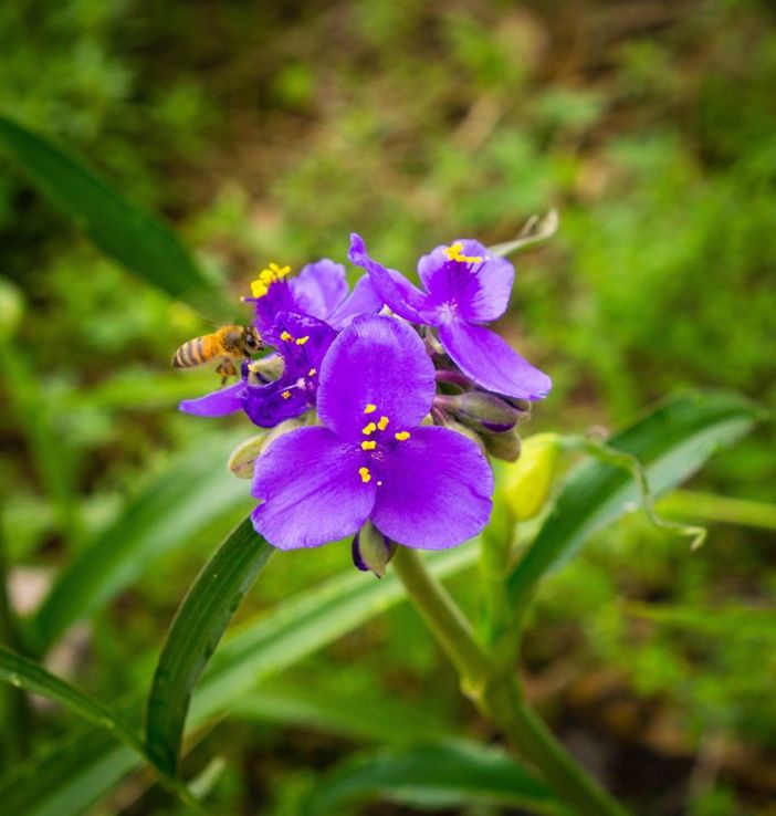 photo: Courtesy of John Jennings Wildflower Center, Austin 
