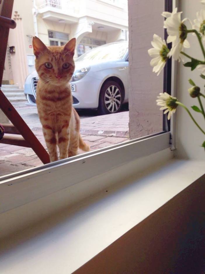 photo courtesy of John M. Jennings Istanbul, Turkey 2014