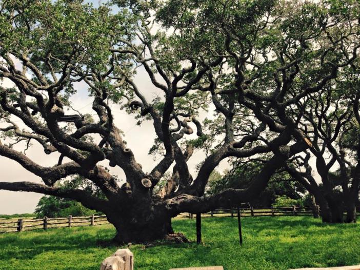 Big Tree, Goose island