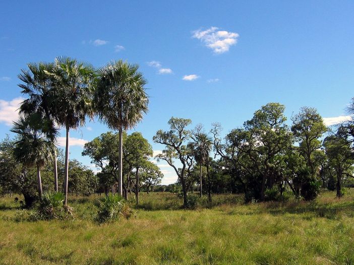 Landscape in the Gran Chaco, Paraguay, May 2004. Photo by Ilosuna. CC by 1.0