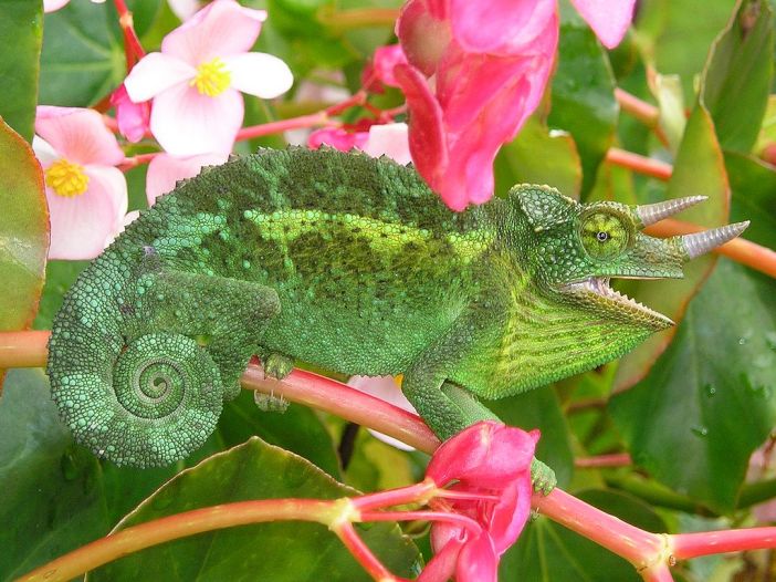 Feral Jackson's chameleon from a population introduced to Hawaii in the 1970s