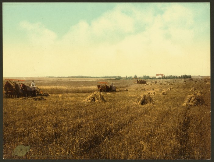 A harvest in South Dakota in 1898