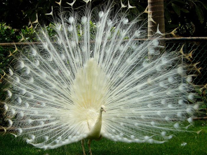 A leucistic Indian peacock Photo courtesy of Felix Potuit