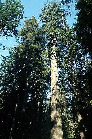 320px-Coastal_redwood