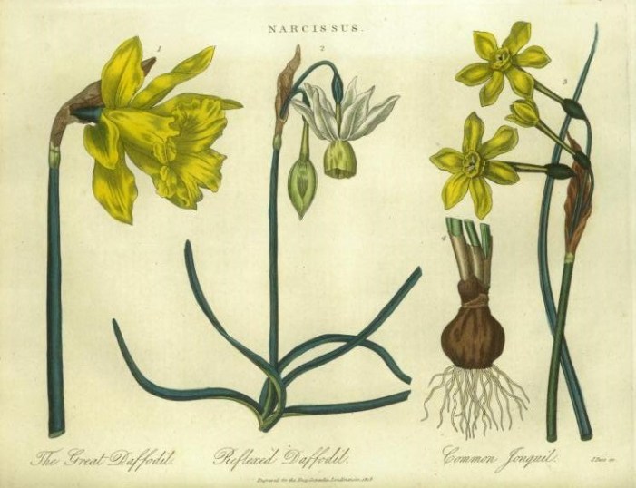 Narcissi_Encylopaedia_Londinensis